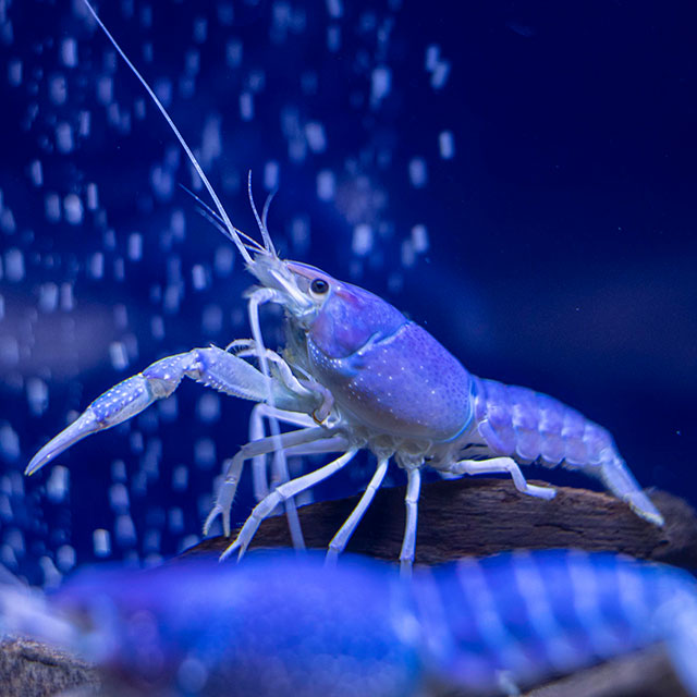 ぐでねこ『3月☆ミニ水族館』 街のミニ水族館しおや | 埼玉回遊